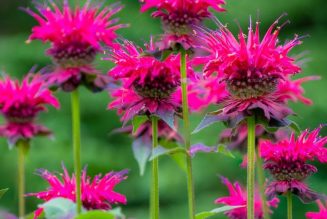 Bee Balm