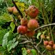 The Crab Apple Tree