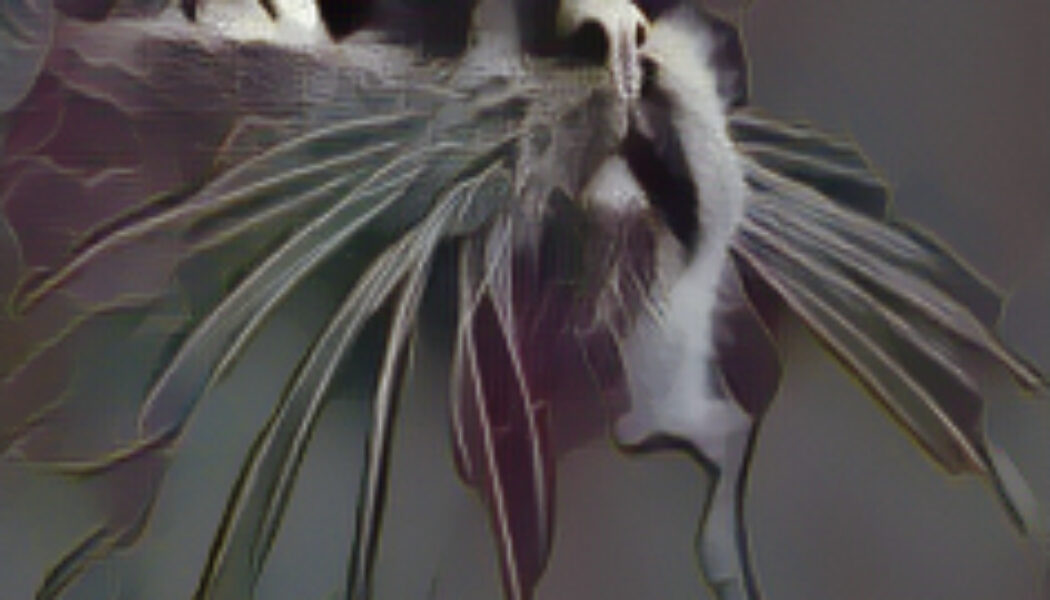 A Black Cat Crossing your Path