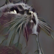 A Black Cat Crossing your Path