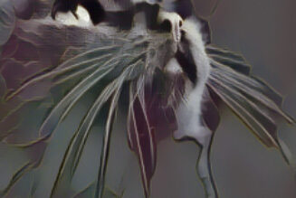 A Black Cat Crossing your Path