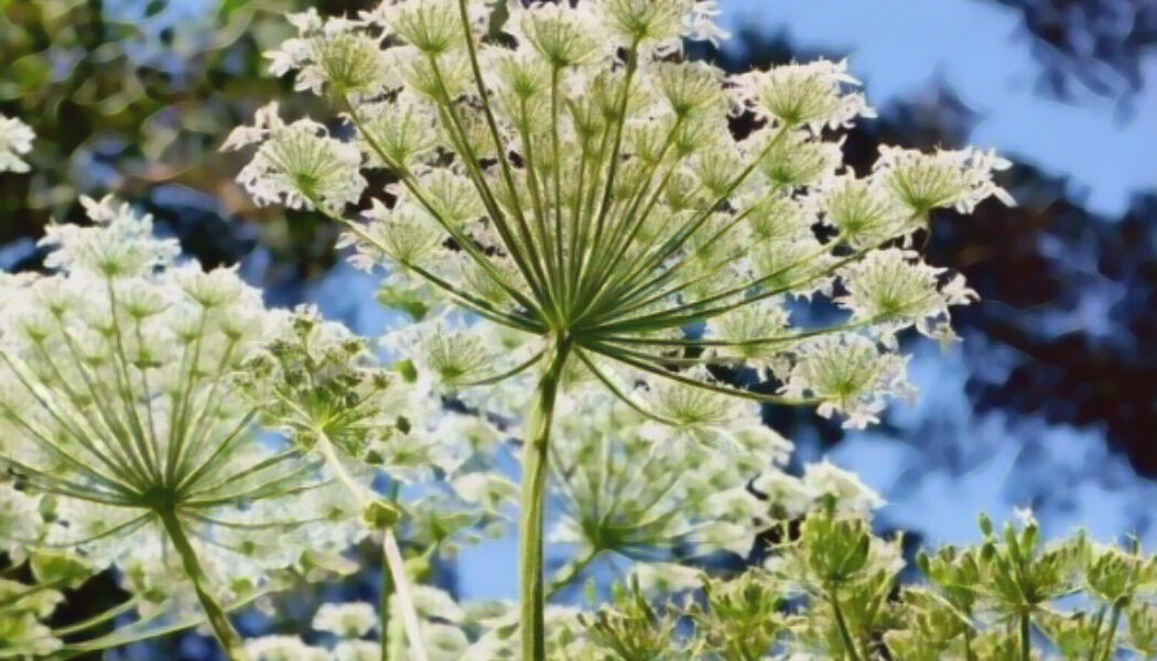 Angelica leaves: the Magick of