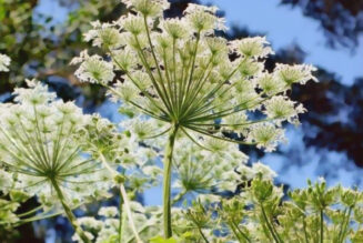 Angelica leaves: the Magick of