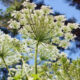 Angelica leaves: the Magick of