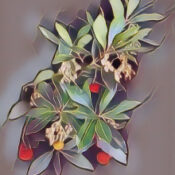 Arbutus: The Magick of
