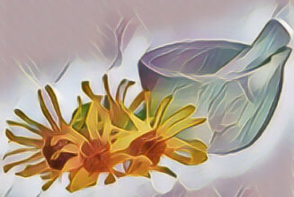 Arnica: the Magick of