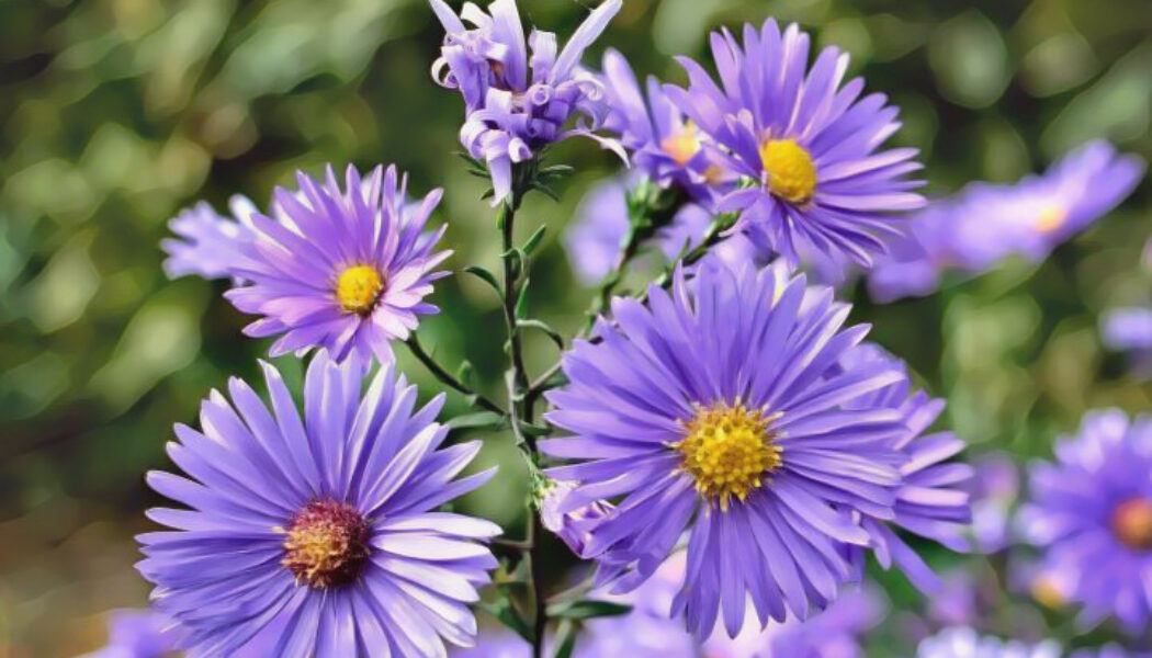 Aster