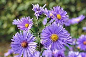 Aster