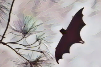 Bat Dreams