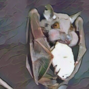 Bat as a Celtic Animal Symbol