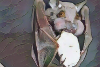 Bat as a Celtic Animal Symbol