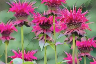 Bee Balm