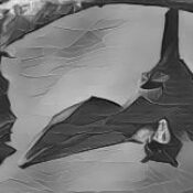 Black Bat Dreams