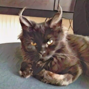 Are Black Cats Incarnations of Satan