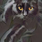 Are Black Cats Omens of Death?