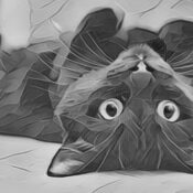 Black Cats Are Symbols of Luck & Prosperity
