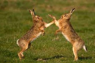 Hares