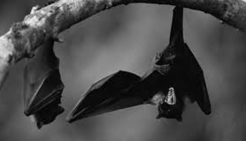 Black Bat Dreams