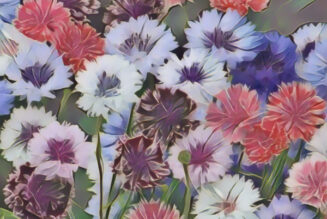 Bachelor’s Buttons the Magick of