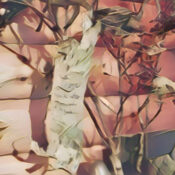 Birch Message of Love