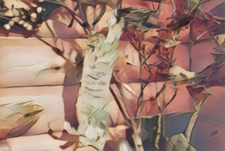 Birch Message of Love