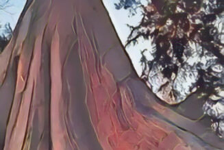 Cedar Wood the Magick of