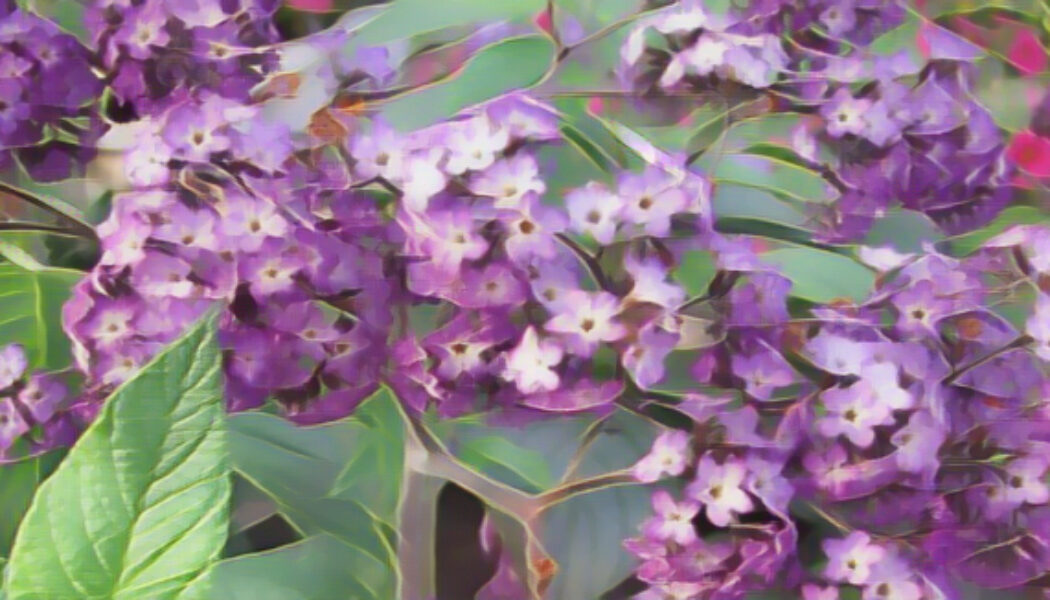 Heliotrope the Magick of