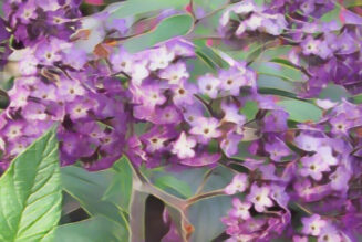 Heliotrope the Magick of