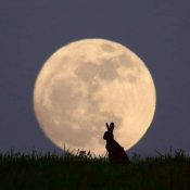 Rabbits & Hares in Magick