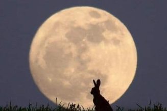 Rabbits & Hares in Magick