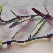 How to Make a Witches Ladder