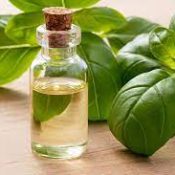 Essential Oil Benefits: Basil