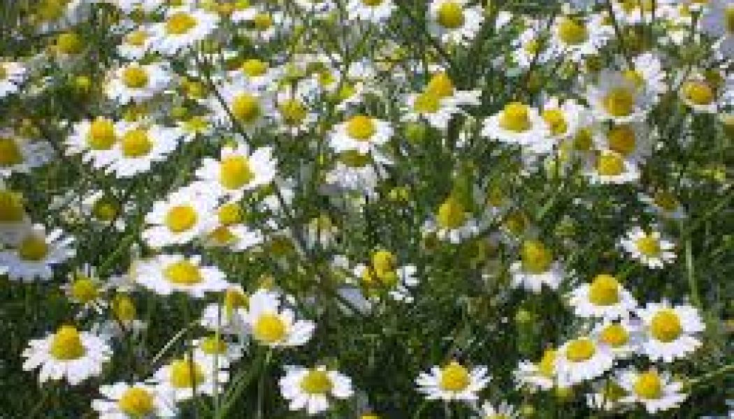 Chamomile