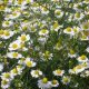 Chamomile