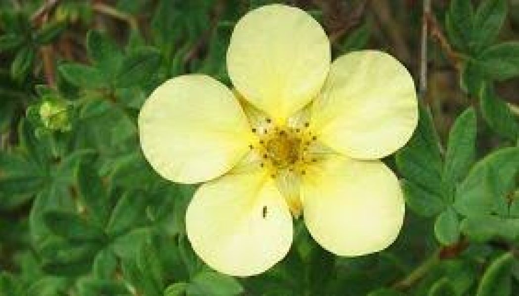 Cinquefoil