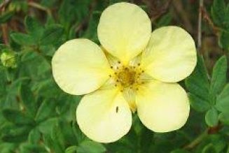 Cinquefoil