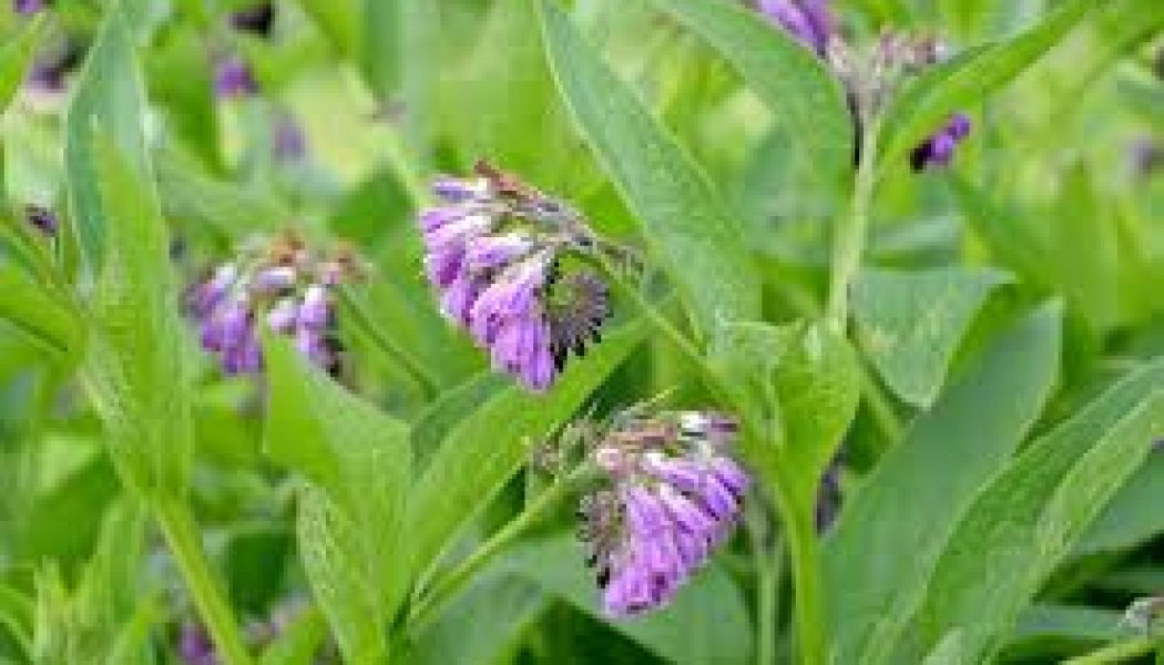 Comfrey