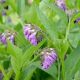 Comfrey