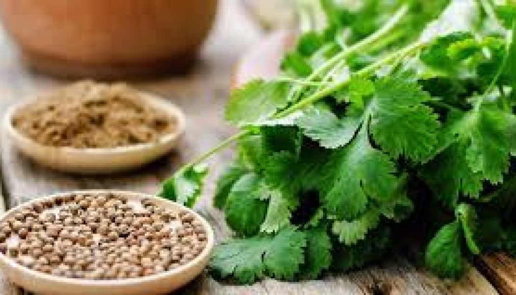 Coriander