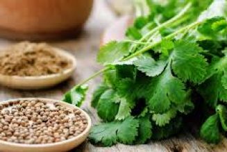 Coriander