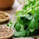 Coriander