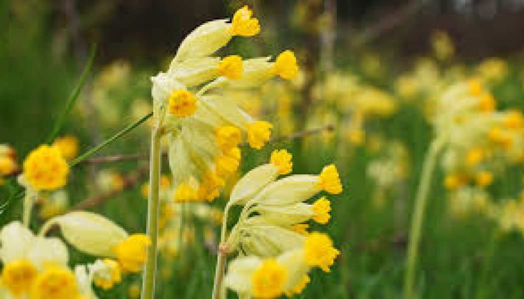 Cowslip