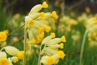 Cowslip