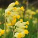 Cowslip