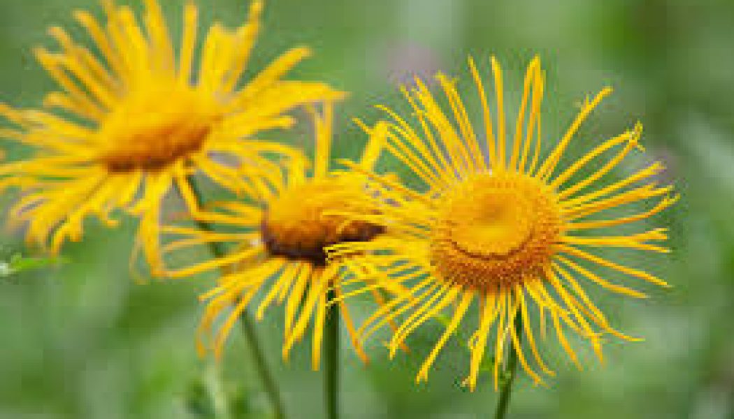 Elecampane