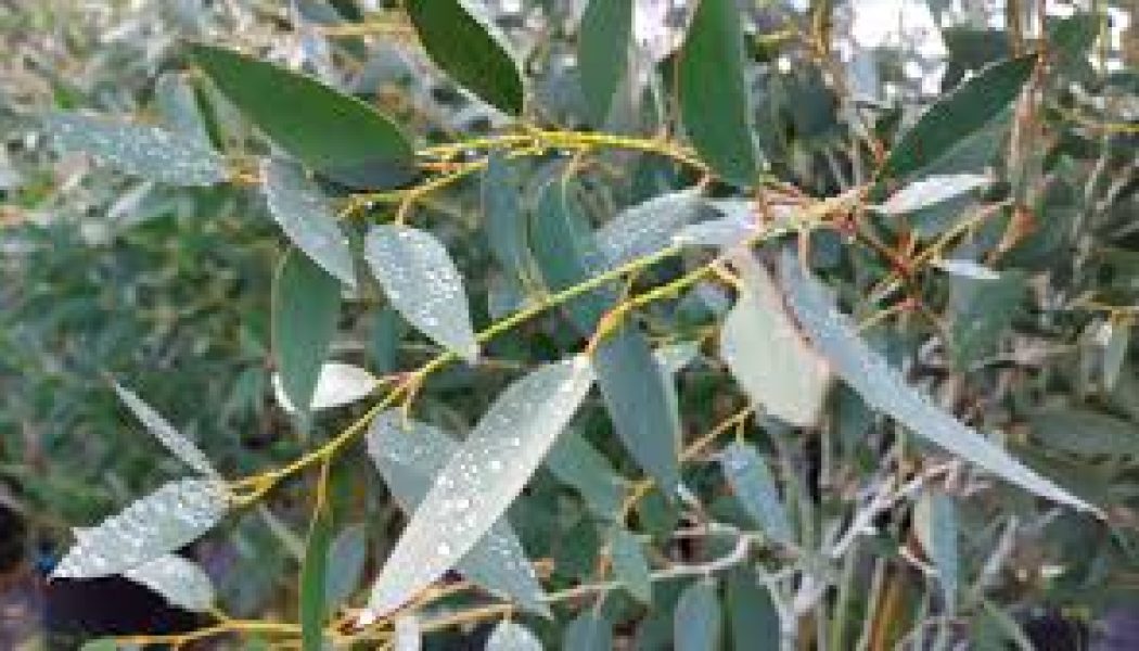 Eucalyptus