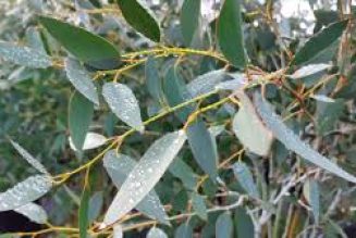 Eucalyptus