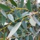 Eucalyptus