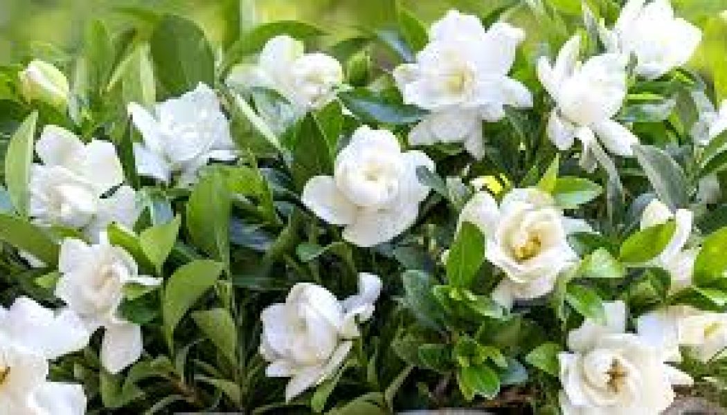 Gardenia