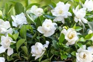 Gardenia